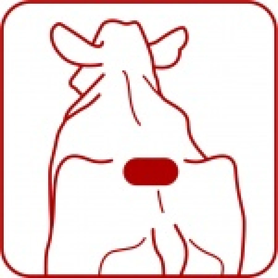 Tester, detektor do wykrywania rui u krów, 10 szt. kolor czerwony