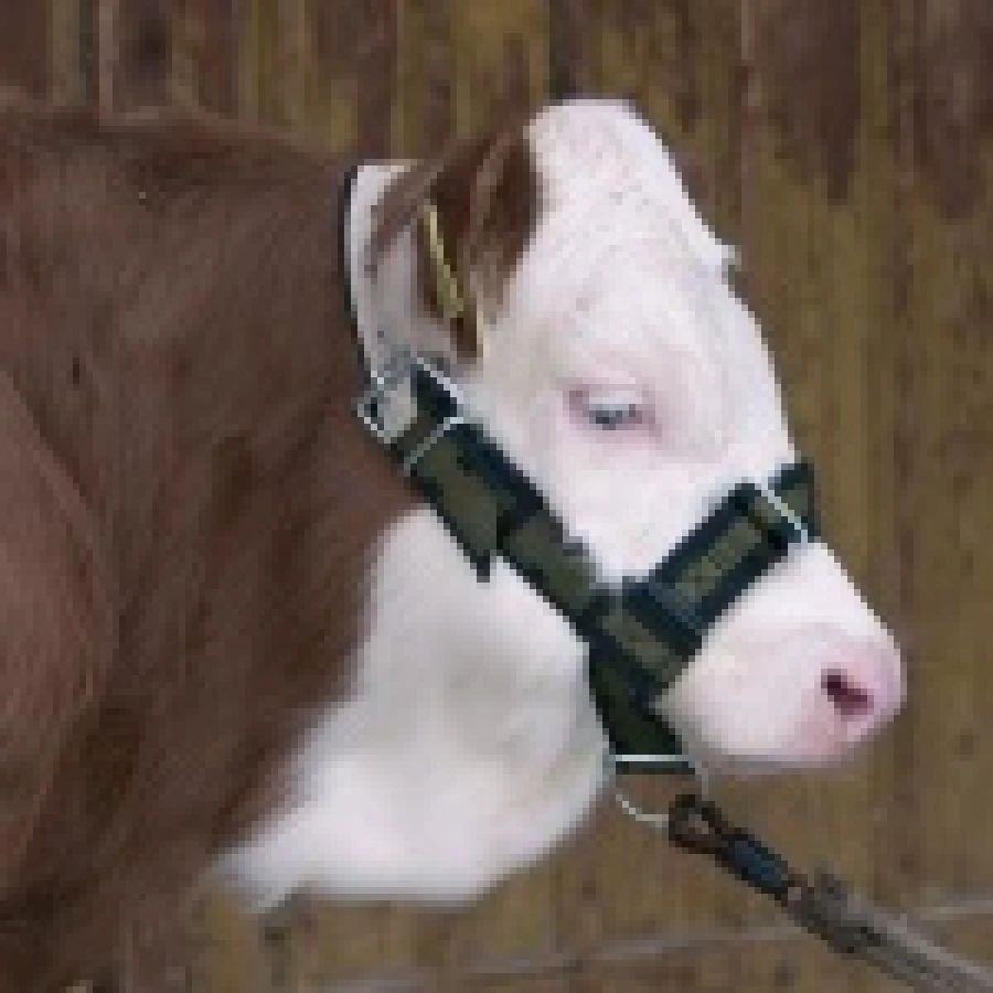 Kantar dla krów,  młodych byków  PROFI kpl. z  D-ring czarno/zielony