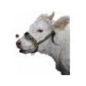 Kantar dla cieląt    kpl. z   D-ring