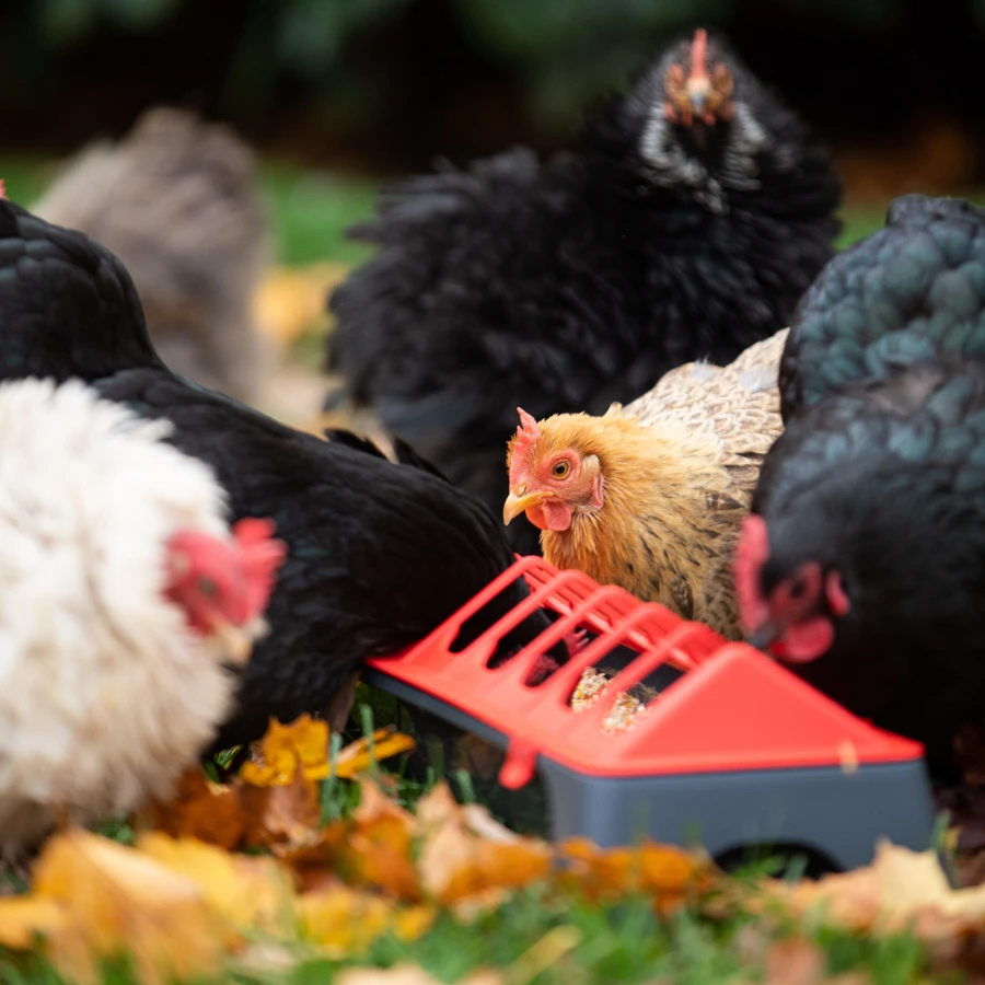 Korytko 50 cm dla  kur, kurcząt, tworzywo  Antracyt/czerwony