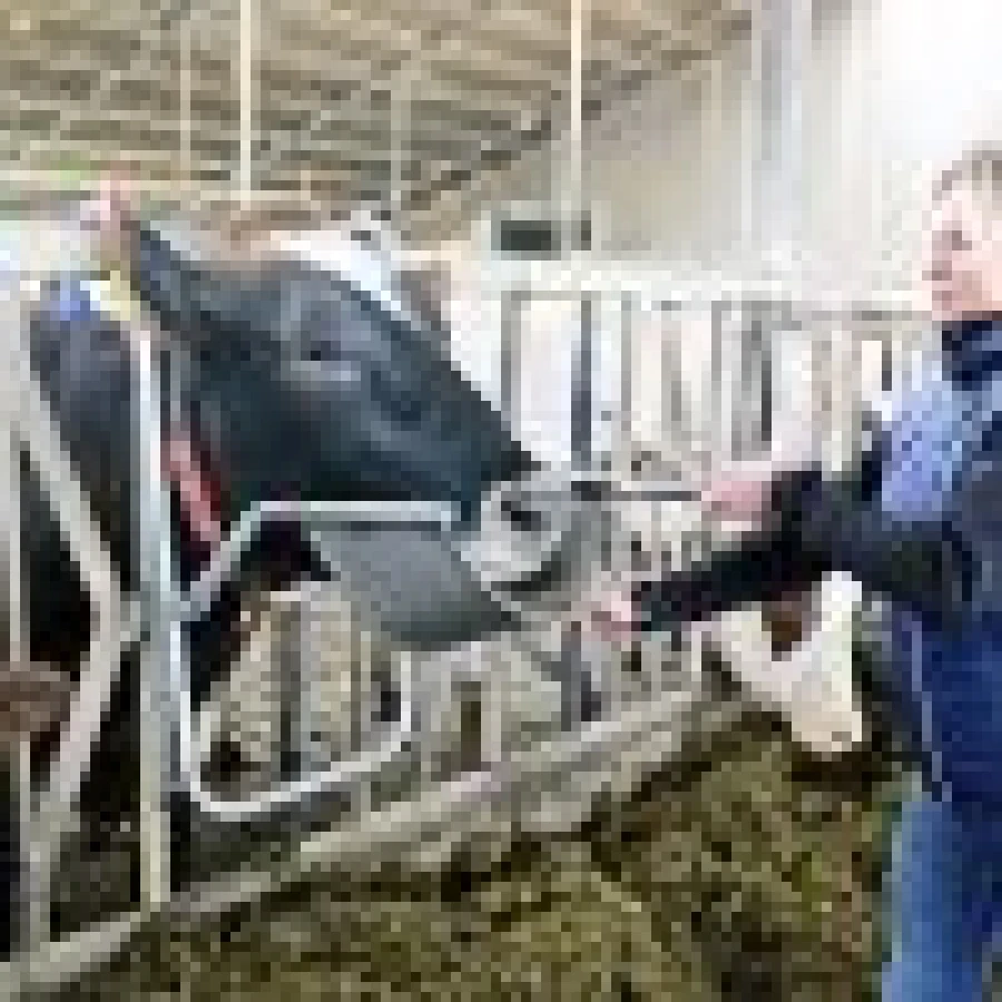 Ogranicznik ruchów głowy dla krów, VINK