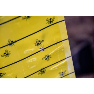 Lep na muchy w rolce, FlyMaster, 10 m x 40 cm, Cit