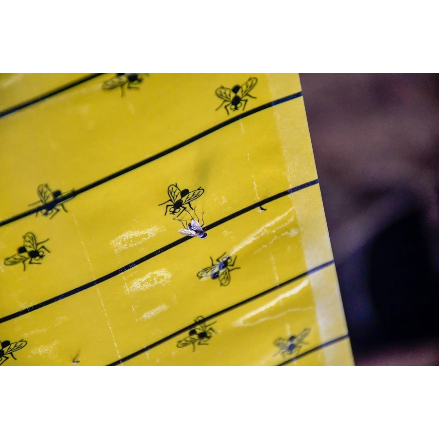 Lep na muchy w rolce, FlyMaster, 10 m x 40 cm, Cit