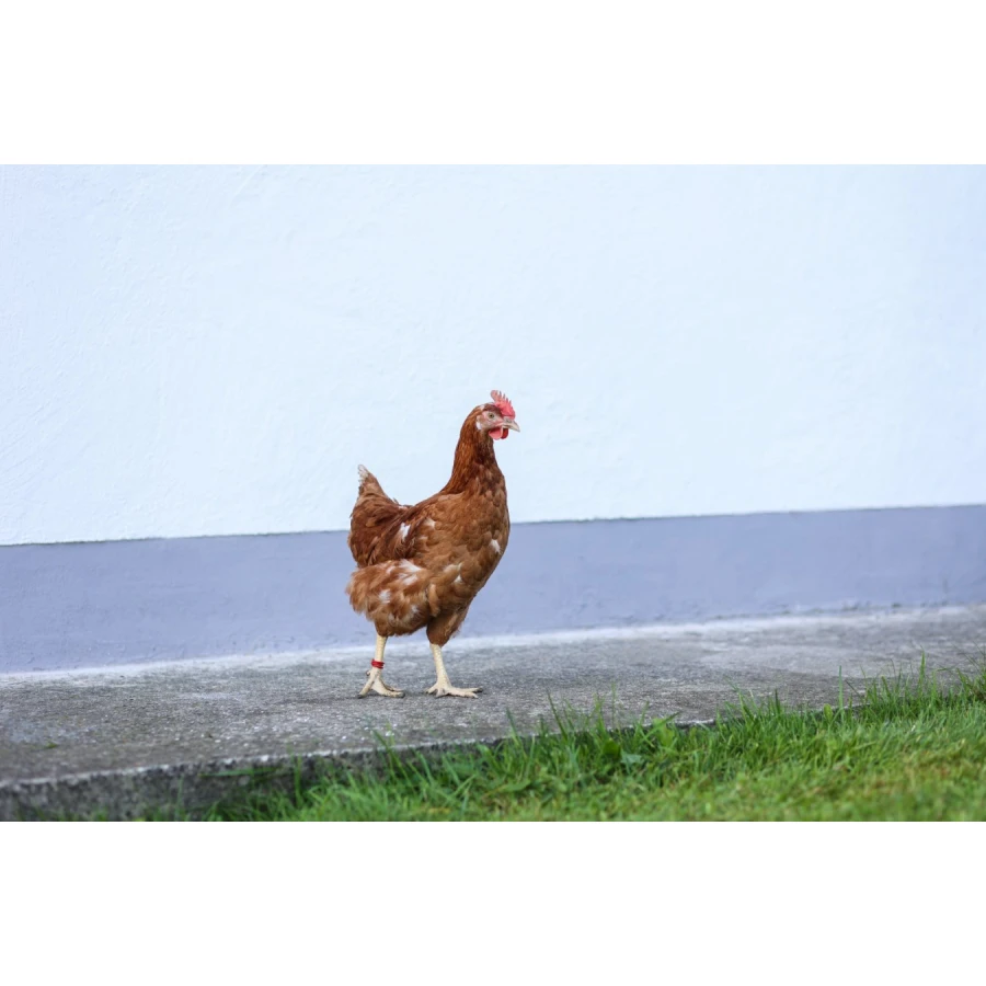 Opaska spiralna, 16 mm, 20 szt czerwone