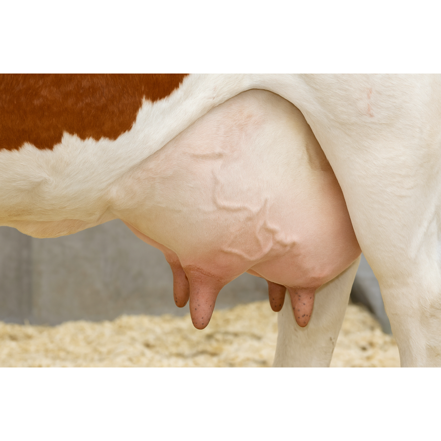 Mastitis (zapalenie wymienia) u krów – czym jest, jak powstaje i jakie są jego objawy