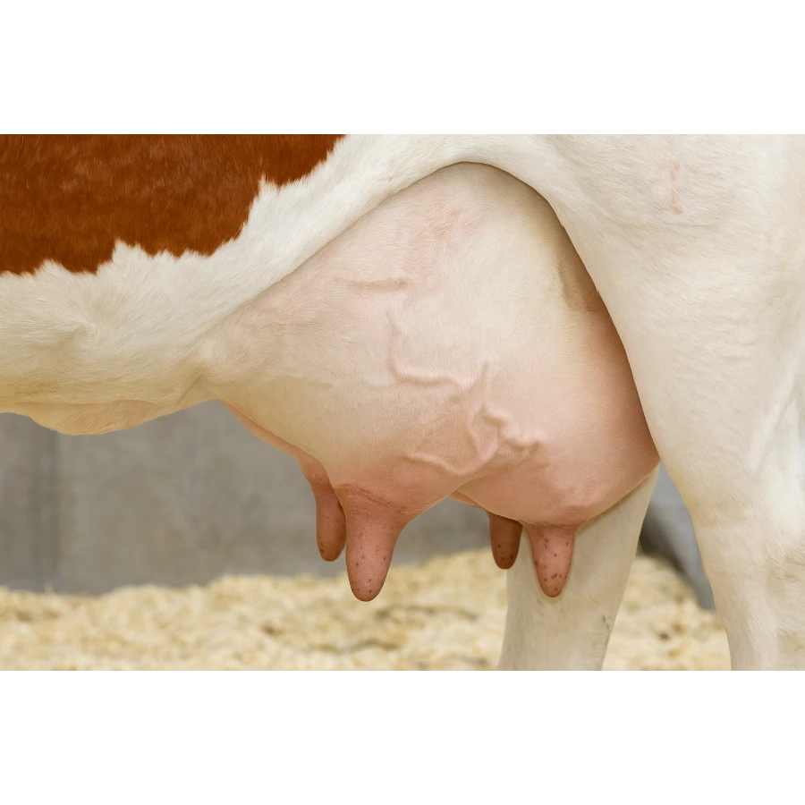 Mastitis (zapalenie wymienia) u krów – czym jest, jak powstaje i jakie są jego objawy